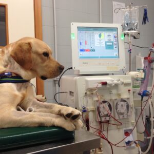 Hemodialysis Dialysis Machine